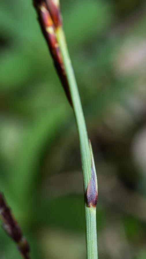 Carex flacca / Carice glauca